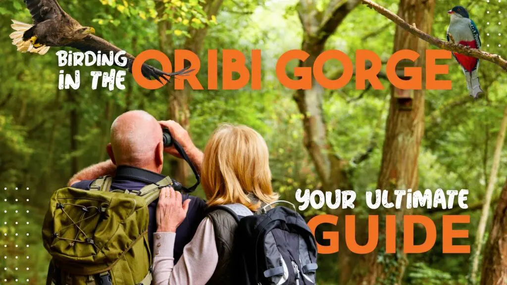 Birding in Oribi Gorge